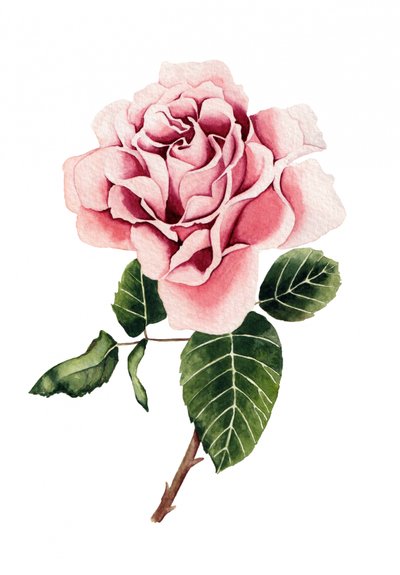 Watercolor Pink Rose by Salome