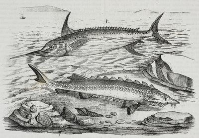 1 Swordfish (Xiphias gladius), 2 Sturgeon (Acipenser sturio) by Salvatore Puglia