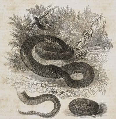 Black variety of common viper, tail and small viper wrapped around itself as inside mother