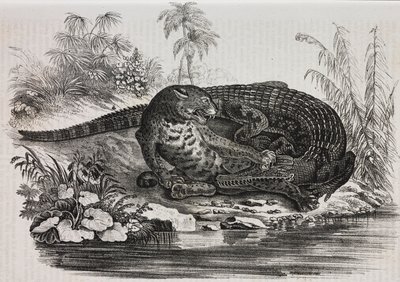 Caiman and jaguar by Salvatore Puglia