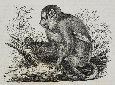 Night Monkey Douroucoulis (Aotus trivirgatus), from Poliorama Pittoresco, No. 46, June 25 by Salvatore Puglia