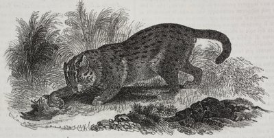 Sumatran Cat, from Poliorama Pittoresco, No. 47, July 1 by Salvatore Puglia