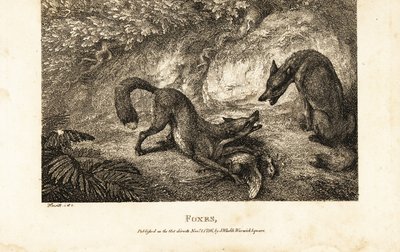 Fox with dead fowl fighting off another fox by Samuel (after) Howitt