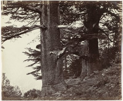 Deoddars 35 Feet and 37 Feet in Circumference by Samuel Bourne (attributed to)