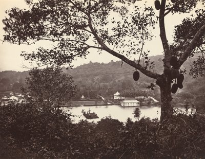A Peep from Upper Lake Road Showing Temple and Island with Park -- Fruit Tree in Foreground by Samuel Bourne