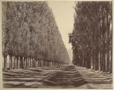 A Road Lined with Poplars, Kashmir by Samuel Bourne