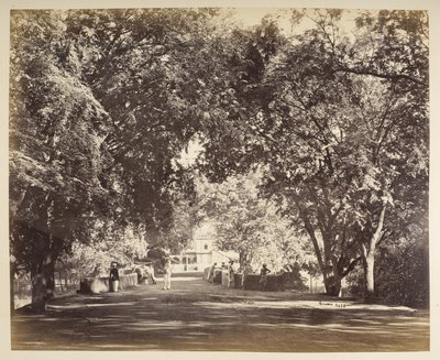 An archway of trees near Tanjore by Samuel Bourne