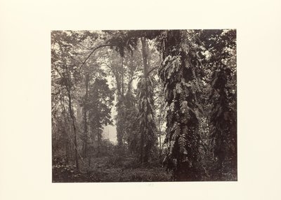 Darjeeling; Creepers in the Forest below Ging by Samuel Bourne
