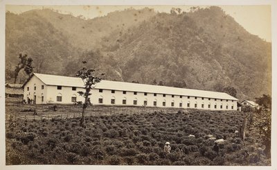 Selim Tea Estate, Darjeeling, the new factory, lower division, from 