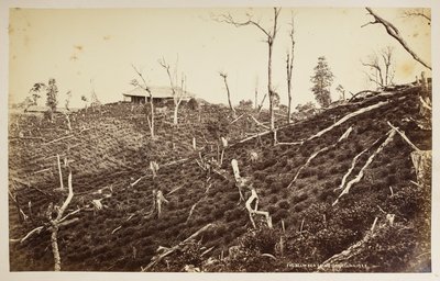 The Selim Tea Estate, Darjeeling, from 