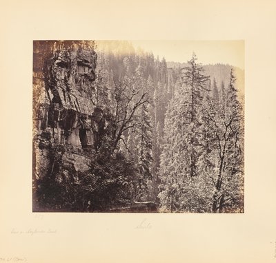 View in the Narkunda Forest by Samuel Bourne