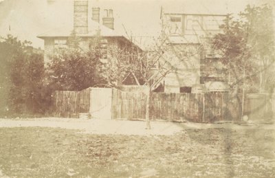 Tree in Yard by Samuel Buckle