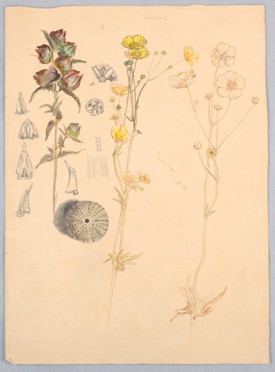 Buttercups, Mt. Desert by Samuel Colman