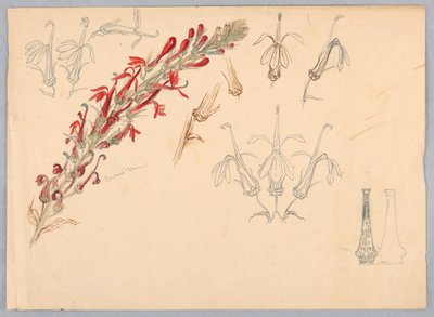 Cardinal Flower by Samuel Colman