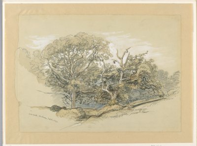 Oak Wood, Montauk, New York, September 8, 1880 by Samuel Colman