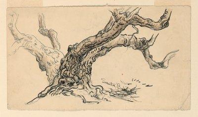 Sketches. Sycamores, Santa Barbara, California, ca. 1888 by Samuel Colman