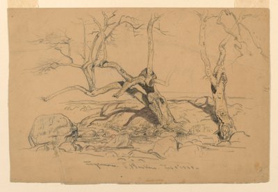 Studies. Trees, Santa Barbara, California, February 3, 1888 by Samuel Colman