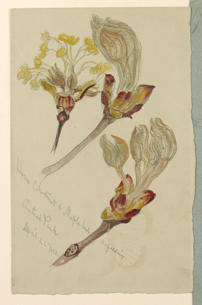 Horse Chestnut and Maple Buds Unfolding, Central Park by Samuel Colman
