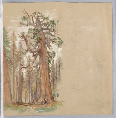 Oak and Evergreen by Samuel Colman