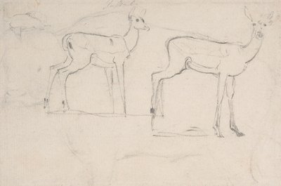 Study for Two Standing Pallah Deer by Samuel Daniell