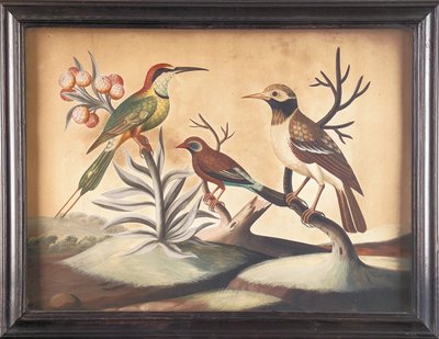 Indian Bee-Eater, Black and White Indian Starling and Brazilian Finch by Samuel Dixon
