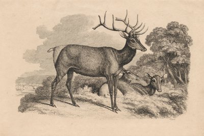 A Buck and Two Doe by Samuel Howitt