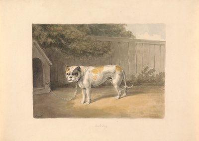 A Bulldog by Samuel Howitt