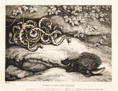A Porcupine