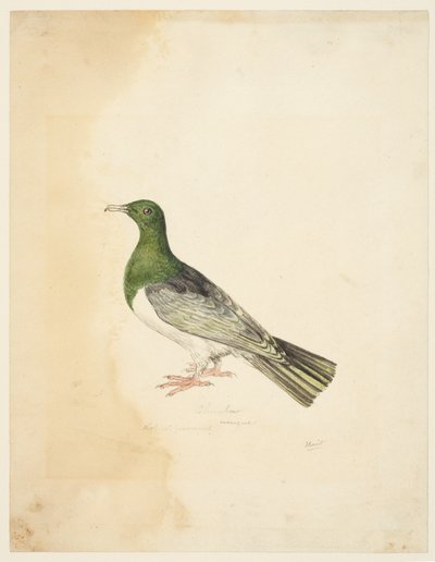 Bird - Columba by Samuel Howitt