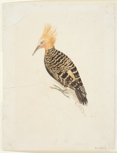Bird, c.1765-22 by Samuel Howitt