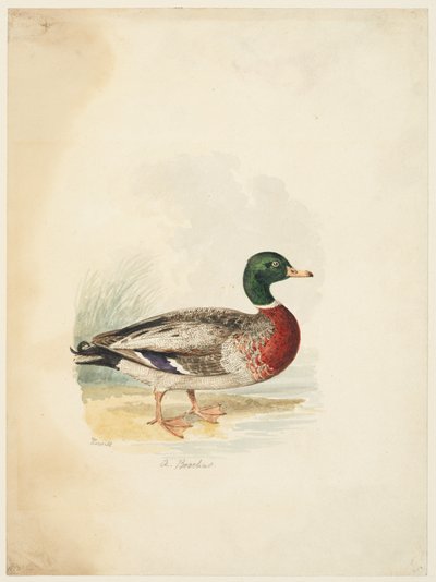 Duck - Anas boschas by Samuel Howitt