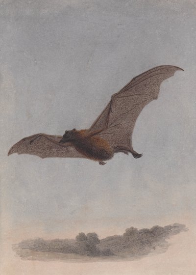 Study of a Vampire Bat by Samuel Howitt
