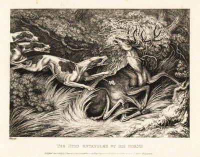 Three Hounds Attack a Stag Caught by Its Antlers by Samuel Howitt