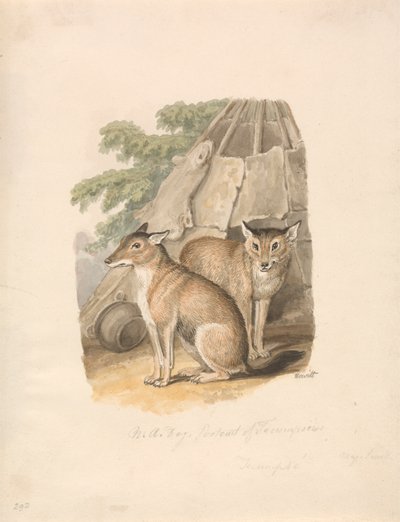 Two Huskies by Samuel Howitt