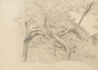 A thicket of trees in foliage by Samuel Isham