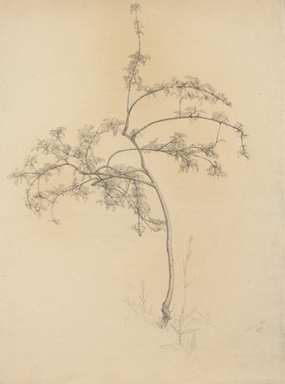 Flowering tree by Samuel Isham