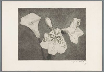 Amaryllis and Calla Lily by Samuel Jessurun de Mesquita (signed by artist)