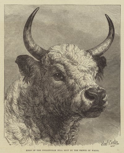 Head of the Chillingham Bull Shot by the Prince of Wales by Samuel John Carter