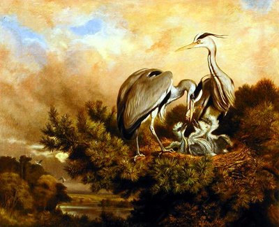 Heron Feeding Their Young In A Pine Tree by Samuel John Carter