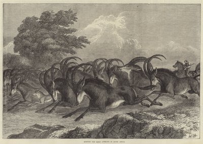 Hunting the Sable Antelope in South Africa by Samuel John Carter