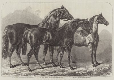 Prize Horses at the Royal Agricultural Society