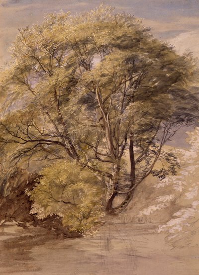 Study of a Willow Tree, c.1850 by Samuel Palmer
