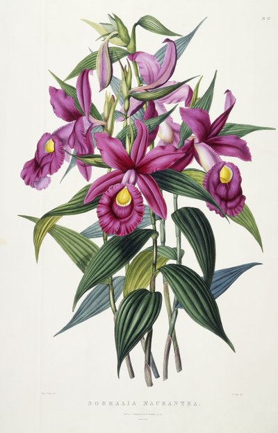 Sobralia Macrantha, c.1837-43 by Miss Drake