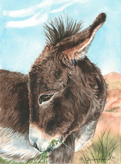Bashful by Sarah Drummond