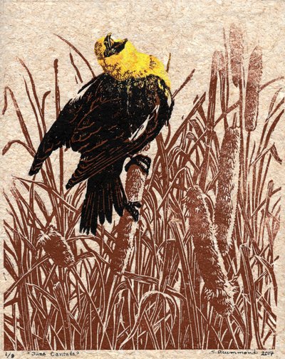 Cattail Cantata by Sarah Drummond