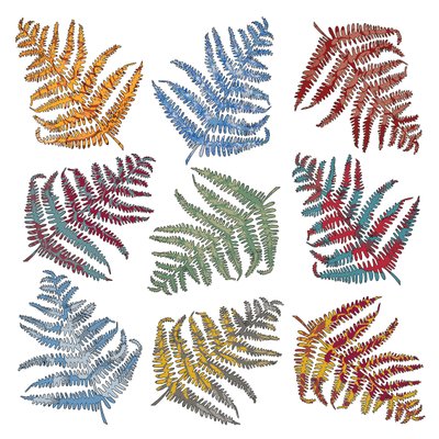 Ferns, 2012 by Sarah Hough