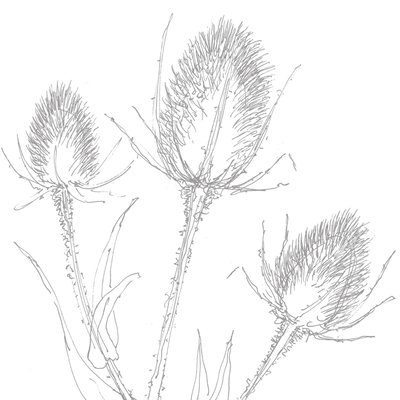 Teasles by Sarah Hough