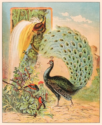 A Peacock Amongst Other Exotic Birds in the Aviary of the Barnum & Bailey Circus from P.T. Barnum
