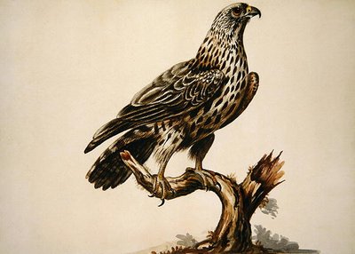 A Buzzard by Sarah Stone