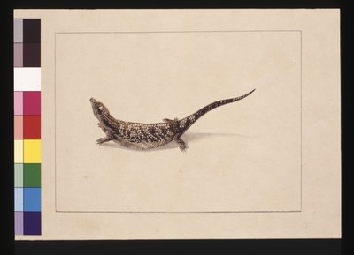 The Scincoid, or Skinc-Formed Lizard, now known as a Blue-tongued lizard by Sarah Stone